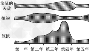 下图是某相对稳定的生态系统中旅鼠的天敌、植物、旅鼠之间数量变化关系的示意图(图中不同阴影的面积表示不同比例尺下的个体数量)。下列有关叙述错误的是 下图是某相对稳定的生态系统中旅鼠的天敌、植物、旅鼠之间数量变化关系的示意图(图中不同阴影的面积表示不同比例尺下的个体数量)。下列有关叙述错误的是