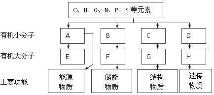 分析细胞内4种重要有机物的组成及功能,回答下列问题:(1)A是指_______;E在动物细胞中是指_________。在植物细胞内是指_____ 分析细胞内4种重要有机物的组成及功能,回答下列问题:(1)A是指_______;E在动物细胞中是指_________。在植物细胞内是指_____