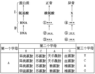 由于基因突变,导致蛋白质中的一个赖氨酸发生了改变。根据以下图、表回答问题:(1)图中Ⅰ过程发生的场所是_________,Ⅱ过程 由于基因突变,导致蛋白质中的一个赖氨酸发生了改变。根据以下图、表回答问题:(1)图中Ⅰ过程发生的场所是_________,Ⅱ过程