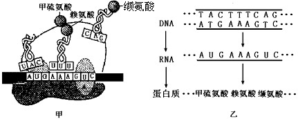根据下图回答问题。(1)甲图中含有________种核苷酸,缬氨酸的遗传密码子是__________,该图表示了DNA中遗传信息 根据下图回答问题。(1)甲图中含有________种核苷酸,缬氨酸的遗传密码子是__________,该图表示了DNA中遗传信息