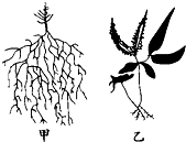 如图为两棵植物,其中,甲植物分布的环境为A.湿润地区B.干旱地区C.寒冷地区D.温暖地区 魔方格