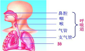 人体呼吸系统由鼻、______、喉、气管、支气管和______组成. 魔方格