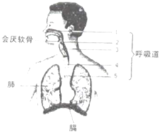 如图是人体呼吸系统结构图在横线上填出各部位名称.1.______2.______3.______4.______5.______人体的呼吸系统由__