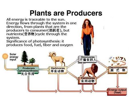 小题1:The diagram is mainly about ______.A.the food chain of the animalB.the syste 小题1:The diagram is mainly about ______.A.the food chain of the animalB.the syste