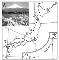 读日本图,回答下列问题.景观图A所示的山峰是______,是日本著名的旅游胜地.日本在经济发展过程中,为什么把眼光瞄准海外市场?______. 魔方格