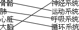 连线题:骨骼神经系统肺运动系统心脏呼吸系统大脑循环. 魔方格