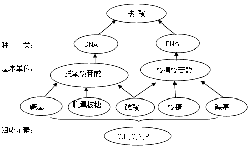 完成下面有关核酸分子的概念图,将有关内容填入圈内。 完成下面有关核酸分子的概念图,将有关内容填入圈内。