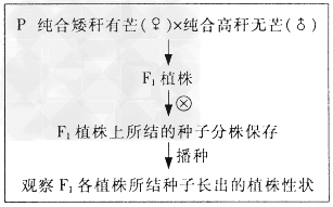 已知水稻的高秆(A)对矮秆(a)为显性,抗病(B)对感病(b)为显性,有芒(D)对无芒(d)为显性,三对相对性状独立遗传。请回答:(1)现有三个纯系水稻品 已知水稻的高秆(A)对矮秆(a)为显性,抗病(B)对感病(b)为显性,有芒(D)对无芒(d)为显性,三对相对性状独立遗传。请回答:(1)现有三个纯系水稻品