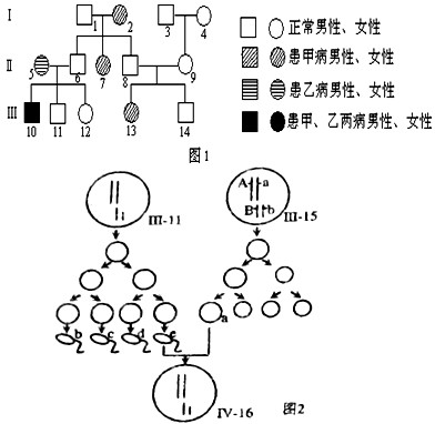 分析下列有关遗传病的资料,图1为某家族两种遗传病的系谱图,这两种单基因遗传病分别由位于常染色体上的基因A/a及性染色体上的基因B/b控制。回答问题: 分析下列有关遗传病的资料,图1为某家族两种遗传病的系谱图,这两种单基因遗传病分别由位于常染色体上的基因A/a及性染色体上的基因B/b控制。回答问题: