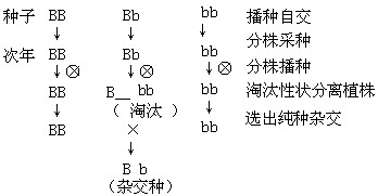 玉米是一种雌雄同株的植物,正常植株基因型为A__B__,其顶部开雄花,下部开雌花;基因型为aaB__的植株不能开雌花而成为雄株;基因型为A__bb或 玉米是一种雌雄同株的植物,正常植株基因型为A__B__,其顶部开雄花,下部开雌花;基因型为aaB__的植株不能开雌花而成为雄株;基因型为A__bb或