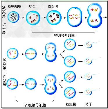 以下细胞中既有同源染色体,又含染色单体的是①有丝分裂中期细胞②有丝分裂后期细胞③减数第一次分裂中期细胞④减数第二次分裂中期细胞⑤减数第一次分裂后期细胞⑥减 以下细胞中既有同源染色体,又含染色单体的是①有丝分裂中期细胞②有丝分裂后期细胞③减数第一次分裂中期细胞④减数第二次分裂中期细胞⑤减数第一次分裂后期细胞⑥减