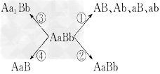 基因型为AaBb(两对基因自由组合)的某种动物,可以产生下图中各种基因型的子细胞。请回答:(1)在动物的_________中,可能同时找到AaB 基因型为AaBb(两对基因自由组合)的某种动物,可以产生下图中各种基因型的子细胞。请回答:(1)在动物的_________中,可能同时找到AaB