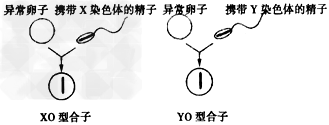 人体的异常卵子可与一个正常的精子受精而形成不同类型的受精卵,如下图所示(注:在此只显示性染色体)。XO型的受精卵可能发育成一个个体,但YO型的受精卵 人体的异常卵子可与一个正常的精子受精而形成不同类型的受精卵,如下图所示(注:在此只显示性染色体)。XO型的受精卵可能发育成一个个体,但YO型的受精卵