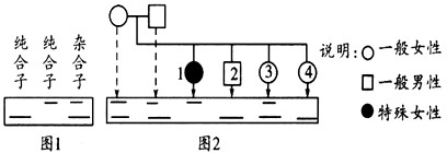 一对等位基因经某种限制性内切酶切割后形成的DNA片段长度存在差异,用凝胶电泳的方法分离酶切后的DNA片段,并与探针杂交后可显示出不同的带谱(如图1所 一对等位基因经某种限制性内切酶切割后形成的DNA片段长度存在差异,用凝胶电泳的方法分离酶切后的DNA片段,并与探针杂交后可显示出不同的带谱(如图1所