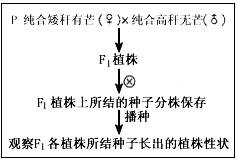已知水稻的高秆(A)对矮秆(a)显性,抗病(B)对感病(b)为显性,有芒(D)对无芒(d)为显性,三对相对性状独立遗传。请回答:(1)现有三个纯系水 已知水稻的高秆(A)对矮秆(a)显性,抗病(B)对感病(b)为显性,有芒(D)对无芒(d)为显性,三对相对性状独立遗传。请回答:(1)现有三个纯系水