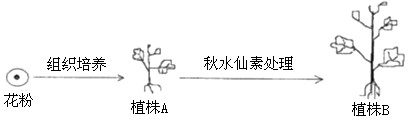 某科技活动小组将二倍体植株(基因型为AaBb)的花粉按图所示的程序进行实验:请根据所示分析,下列哪一项叙述是正确的[ 某科技活动小组将二倍体植株(基因型为AaBb)的花粉按图所示的程序进行实验:请根据所示分析,下列哪一项叙述是正确的[