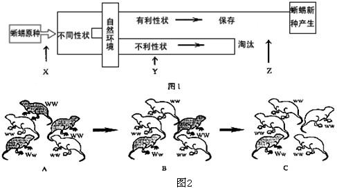 回答下列有关生物进化的问题。(1)图1表示某小岛上蜥蜴进化的基本过程,X、Y、Z表示生物进化的基本环节,XY分别是_______、______ 回答下列有关生物进化的问题。(1)图1表示某小岛上蜥蜴进化的基本过程,X、Y、Z表示生物进化的基本环节,XY分别是_______、______