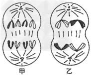 下列两图分别表示某种二倍体雄性动物的细胞分裂图像(平面图),请据图回答:(1)甲图表示__________分裂,这种动物正常体细胞中有_____ 下列两图分别表示某种二倍体雄性动物的细胞分裂图像(平面图),请据图回答:(1)甲图表示__________分裂,这种动物正常体细胞中有_____