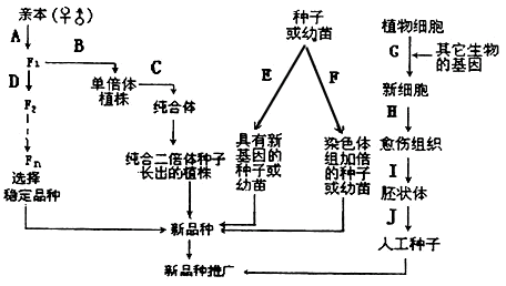 下面五种不同的育种方法,请据图回答问题:(1)图中A→D方向所示的途径表示_________育种方式,A→B-C的途径表示___ 下面五种不同的育种方法,请据图回答问题:(1)图中A→D方向所示的途径表示_________育种方式,A→B-C的途径表示___