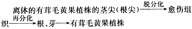 番茄中基因A-a控制植株的有无茸毛,B-b控制果实颜色,两对基因独立遗传,且基因A具有纯合致死效应。育种工作者为培育有茸毛黄色品种进行如下杂交实验。 番茄中基因A-a控制植株的有无茸毛,B-b控制果实颜色,两对基因独立遗传,且基因A具有纯合致死效应。育种工作者为培育有茸毛黄色品种进行如下杂交实验。