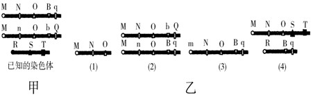图甲显示出某物种的三条染色体及其上排列着的基因(图中字母所示)。试判断图乙列出的(1)、(2)、(3)、(4)四种变化依次属于下列变异中的①染色体结 图甲显示出某物种的三条染色体及其上排列着的基因(图中字母所示)。试判断图乙列出的(1)、(2)、(3)、(4)四种变化依次属于下列变异中的①染色体结