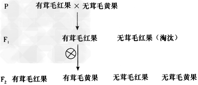番茄中基因A-a控制植株的有无茸毛,B-b控制果实颜色,两对基因独立遗传,且基因A具有纯合致死效应。育种工作者为培育有茸毛黄色品种进行如下杂交实验。 番茄中基因A-a控制植株的有无茸毛,B-b控制果实颜色,两对基因独立遗传,且基因A具有纯合致死效应。育种工作者为培育有茸毛黄色品种进行如下杂交实验。