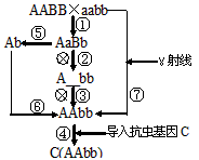 假设A、b代表玉米的优良基因,这两种基因是自由组合的。现有AABB、aabb两个品种,为培育出优良品种AAbb,可采用的方法如下图所示: 假设A、b代表玉米的优良基因,这两种基因是自由组合的。现有AABB、aabb两个品种,为培育出优良品种AAbb,可采用的方法如下图所示: