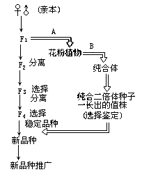 下图为农业上两种不同育种途径,请回答:(1)→和所示的途径依次表示______育种和______育种。其中后一种育种方式的优越性 下图为农业上两种不同育种途径,请回答:(1)→和所示的途径依次表示______育种和______育种。其中后一种育种方式的优越性