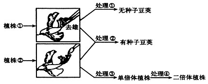 下图中植株①为黄色豆荚(aa)、绿色子叶(bb)的纯种豌豆,植株②为绿色豆荚(AA)、黄色子叶(BB)的纯种豌豆,这两对基因独立遗传。现对植株①和植 下图中植株①为黄色豆荚(aa)、绿色子叶(bb)的纯种豌豆,植株②为绿色豆荚(AA)、黄色子叶(BB)的纯种豌豆,这两对基因独立遗传。现对植株①和植