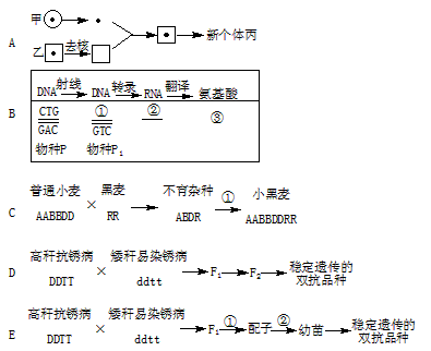 以下分别表示几种不同的育种方法。请分析回答:(1)A所示过程称“克隆”技术,新个体丙的基因型应与亲本中的___________个 以下分别表示几种不同的育种方法。请分析回答:(1)A所示过程称“克隆”技术,新个体丙的基因型应与亲本中的___________个