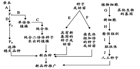 下图为小麦的五种不同育种方法示意图。(1)图中A、D方向所示的途径表示_______育种方式,从F1到Fn的目的是提高_____ 下图为小麦的五种不同育种方法示意图。(1)图中A、D方向所示的途径表示_______育种方式,从F1到Fn的目的是提高_____