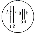 下图表示某种生物卵原细胞中染色体和染色体上的基因。(1)图中共有_____对同源染色体,分别是____________。图中__ 下图表示某种生物卵原细胞中染色体和染色体上的基因。(1)图中共有_____对同源染色体,分别是____________。图中__