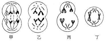 以下是某个高等动物体内四个正在分裂的细胞示意图,请据图回答问题。(1)图中含有同源染色体的细胞是_______,乙细胞的名称是_ 以下是某个高等动物体内四个正在分裂的细胞示意图,请据图回答问题。(1)图中含有同源染色体的细胞是_______,乙细胞的名称是_