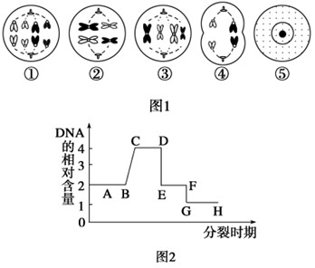 下图1是同一种生物体内,有关细胞分裂的一组图像,图2是该生物一个细胞中的DNA含量随细胞分裂而变化的曲线图,据图回答:(1)图1 下图1是同一种生物体内,有关细胞分裂的一组图像,图2是该生物一个细胞中的DNA含量随细胞分裂而变化的曲线图,据图回答:(1)图1