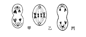 下图甲、乙、丙分别表示某种二倍体生物的三个正在进行分裂的细胞。请据图回答下列问题: (1)该生物体细胞中染色体数目是______ 下图甲、乙、丙分别表示某种二倍体生物的三个正在进行分裂的细胞。请据图回答下列问题: (1)该生物体细胞中染色体数目是______