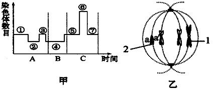 如图甲是某哺乳体动物在生殖发育过程中细胞内染色体数目变化曲线,乙是该动物一个细胞的局部结构模式图。请分析完成下列问题:(A、B、C表示生理过程,①~ 如图甲是某哺乳体动物在生殖发育过程中细胞内染色体数目变化曲线,乙是该动物一个细胞的局部结构模式图。请分析完成下列问题:(A、B、C表示生理过程,①~