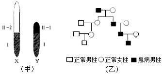 甲图为人的性染色体简图。X和Y染色体有一部分是同源的(甲图中Ⅰ片段),该部分基因互为等位;另一部分是非同源的(甲图中的Ⅱ-1,Ⅱ-2片段),该部分基 甲图为人的性染色体简图。X和Y染色体有一部分是同源的(甲图中Ⅰ片段),该部分基因互为等位;另一部分是非同源的(甲图中的Ⅱ-1,Ⅱ-2片段),该部分基