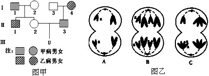 图甲是患甲病(显性基因为A,隐性基因为a)和乙病(显性基因为B,隐性基因为b)两种遗传病的系谱图,图乙表示图2家族中一些个体体内细胞分裂时两对同源染 图甲是患甲病(显性基因为A,隐性基因为a)和乙病(显性基因为B,隐性基因为b)两种遗传病的系谱图,图乙表示图2家族中一些个体体内细胞分裂时两对同源染