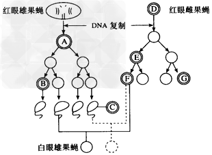 果蝇的红眼(A)对白眼(a)为显性,这对等位基因位于X染色体上,下图表示一红眼雄果蝇与一红眼雌果蝇分别通过减数分裂产生配子,再交配生出一白眼雄果蝇的过程。 果蝇的红眼(A)对白眼(a)为显性,这对等位基因位于X染色体上,下图表示一红眼雄果蝇与一红眼雌果蝇分别通过减数分裂产生配子,再交配生出一白眼雄果蝇的过程。