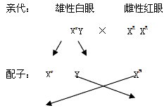 已知果蝇的黑身与灰身是一对相对性状;长硬毛与短硬毛是另一对相对性状。现有 已知果蝇的黑身与灰身是一对相对性状;长硬毛与短硬毛是另一对相对性状。现有