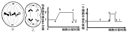 下面是同一高等动物体内细胞分裂的示意图,曲线图分别表示该动物细胞中一条染色体上DNA的含量变化及一个细胞中染色体组的变化。下列有关叙述正确的是 下面是同一高等动物体内细胞分裂的示意图,曲线图分别表示该动物细胞中一条染色体上DNA的含量变化及一个细胞中染色体组的变化。下列有关叙述正确的是