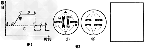 图1表示基因型为AaBb的雌性动物细胞分裂过程中细胞核内DNA和染色体数目的变化,图2是两个不同时期的细胞分裂图像。请据图回答: 图1表示基因型为AaBb的雌性动物细胞分裂过程中细胞核内DNA和染色体数目的变化,图2是两个不同时期的细胞分裂图像。请据图回答: