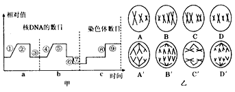图甲表示细胞分裂和受精过程中核DNA和染色体含量的变化,图乙表示二倍体生物细胞分裂过程中染色体的行为。据图分析,下列说法正确的是 图甲表示细胞分裂和受精过程中核DNA和染色体含量的变化,图乙表示二倍体生物细胞分裂过程中染色体的行为。据图分析,下列说法正确的是