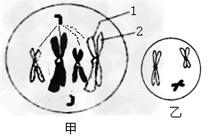 下图为某雄性生物体细胞分裂某个时期的示意图,请据图回答。 (1)甲细胞正在进行______分裂。乙细胞是_______(名称), 下图为某雄性生物体细胞分裂某个时期的示意图,请据图回答。 (1)甲细胞正在进行______分裂。乙细胞是_______(名称),