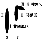 人的X染色体和Y染色体大小、形态不完全相同,但存在着同源区(Ⅱ)和非同源区(I、Ⅲ),如下图所示。下列有关叙述中错误的是 [ 人的X染色体和Y染色体大小、形态不完全相同,但存在着同源区(Ⅱ)和非同源区(I、Ⅲ),如下图所示。下列有关叙述中错误的是 [