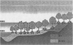 从下面这幅景观图上可以判断为____________海岸 A.基岩B.生物C.砂质D.淤泥质 从下面这幅景观图上可以判断为____________海岸 A.基岩B.生物C.砂质D.淤泥质