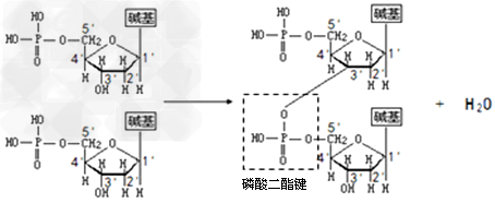 下图表示两个脱氧核苷酸分子在DNA聚合酶的作用下的聚合过程。若由脱氧核苷酸分子聚合形成的小分子DNA共有500个碱基对,则其缩合过程中形成的磷酸二酯 下图表示两个脱氧核苷酸分子在DNA聚合酶的作用下的聚合过程。若由脱氧核苷酸分子聚合形成的小分子DNA共有500个碱基对,则其缩合过程中形成的磷酸二酯