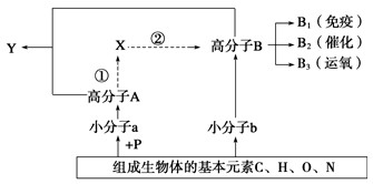 下图表示人体内几种化学元素和化合物的相互关系,其中a、b表示有机小分子物质,A、B、X代表有机高分子物质,虚线表示遗传信息的流动方向。据图分析回答下列问题 下图表示人体内几种化学元素和化合物的相互关系,其中a、b表示有机小分子物质,A、B、X代表有机高分子物质,虚线表示遗传信息的流动方向。据图分析回答下列问题