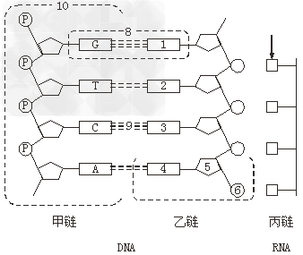 下图表示DNA分子的一部分和RNA分子的一片段。据图回答:(1)在DNA分子复制时,图中9处发生的作用是先由______________,然后与 下图表示DNA分子的一部分和RNA分子的一片段。据图回答:(1)在DNA分子复制时,图中9处发生的作用是先由______________,然后与