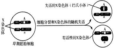 猫是XY型性别决定的二倍体生物,当猫细胞中存在两条或两条以上的X染色体时,只有一条X染色体上的基因能表达,其余X染色体高度螺旋化失活成为巴氏小体,如 猫是XY型性别决定的二倍体生物,当猫细胞中存在两条或两条以上的X染色体时,只有一条X染色体上的基因能表达,其余X染色体高度螺旋化失活成为巴氏小体,如